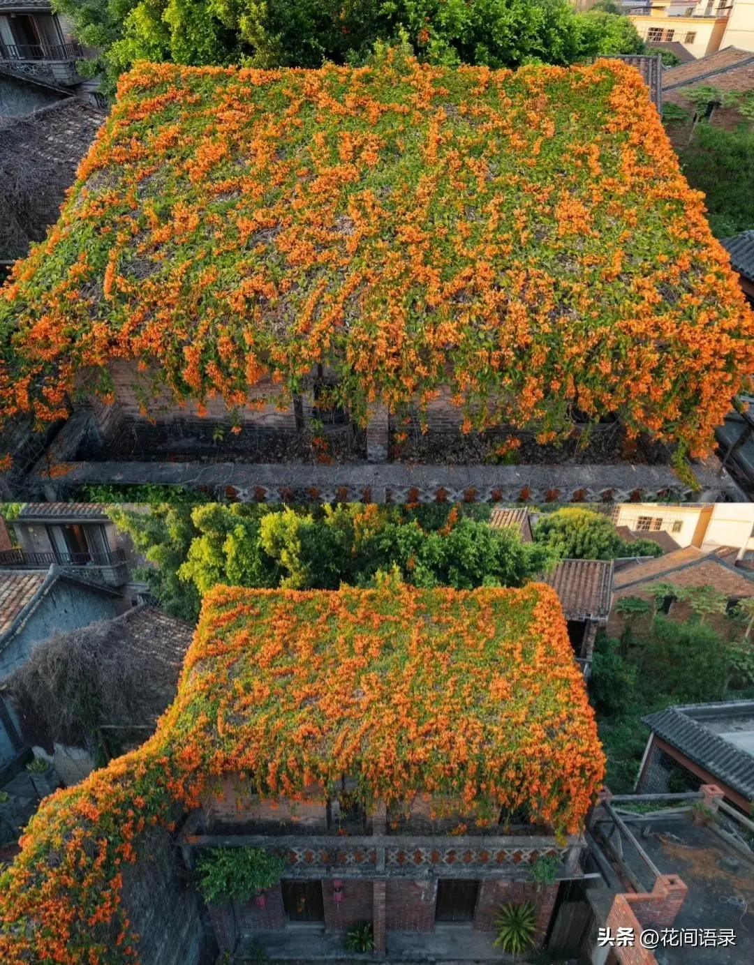 廣東的這個房子房頂被花鋪滿，太美了