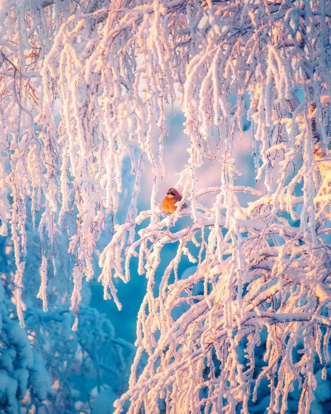 美了，那雪中的鳥兒