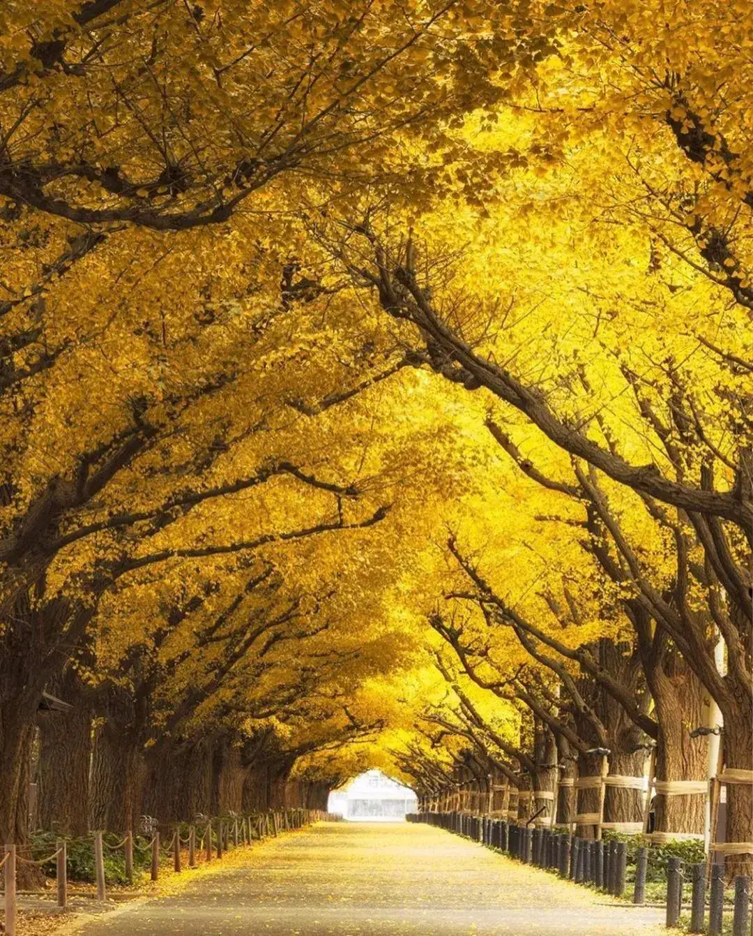 金色的秋天一定是屬於葉子的