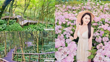 陽明山「森林步道」20分鐘輕鬆走完　還有超夯繡球花祕境