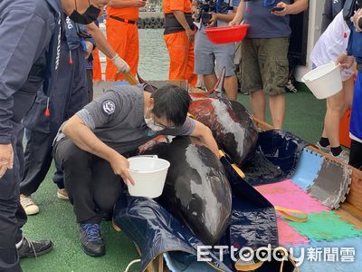 台中鷺鷥林4鯨豚擱淺...2瓜頭鯨順利野放　1死1待救援