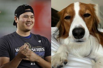 MLB／慶祝道奇奪冠 大谷翔平發愛犬「彈額頭」照萌翻粉絲